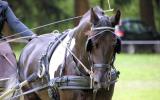 Attelage-24