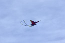 Cerf-volant de Dieppe  2018_02