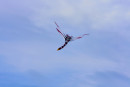 Cerf-volant de Dieppe  2018_51