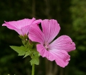 cleres01