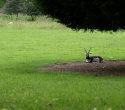 cleres12