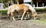 Concours-attelage-202401
