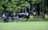 Concours-attelage-202406