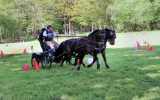 Concours-attelage-202425
