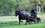 Concours-attelage-202433