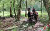 Concours-attelage-202434