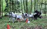 Concours-attelage-202439
