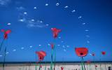 MERVILLE-FANCEVILLE_03