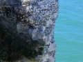 Étretat 2016_16