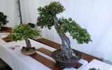 Festivals-japonais-2024_-17
