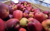 Fete-de-la-Pomme-2023_012