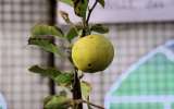 Fete-de-la-Pomme-2023_013