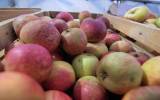 Fete-de-la-Pomme-2023_014