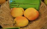 Fete-de-la-Pomme-2023_049