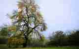 Fete-de-la-Pomme-2023_062