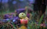 Fete-de-la-Pomme-2023_063