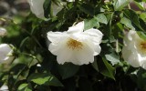 Fête des roses 2018_02