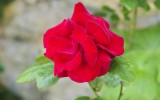 Fête des roses 2018_08