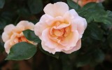 Fête des roses 2018_09