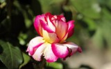 Fête des roses 2018_19