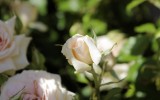 Fête des roses 2018_20