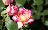 Fête des roses 2018_21