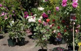 Fête des roses 2018_22