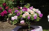 Fête des roses 2018_23