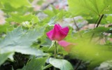 Fête des roses 2018_36