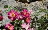Fête des roses 2018_37