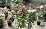 Fête des roses 2017_10