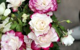 Fête des roses 2017_18