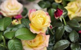 Fête des roses 2017_19