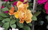 Fête des roses 2017_20