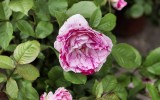 Fête des roses 2017_21