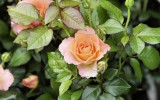Fête des roses 2017_22