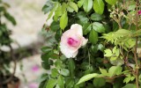 Fête des roses 2017_23