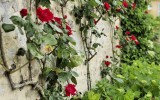 Fête des roses 2017_42