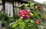 Fête des roses 2017_44