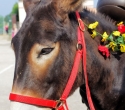 Fete du cheval01