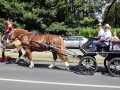 Fête du cheval 2016_36