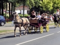 Fête du cheval 2016_37