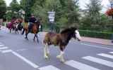 Fete-de-cheval-2022_21