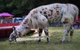 Fetes-du-cheval-2023_26