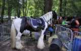 Fetes-du-cheval-2023_32