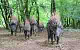 Foret-monumentale-13