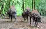 Foret-monumentale-15