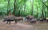 Foret-monumentale-16