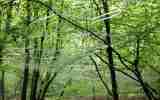 Foret-monumentale-18