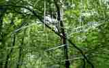 Foret-monumentale-19